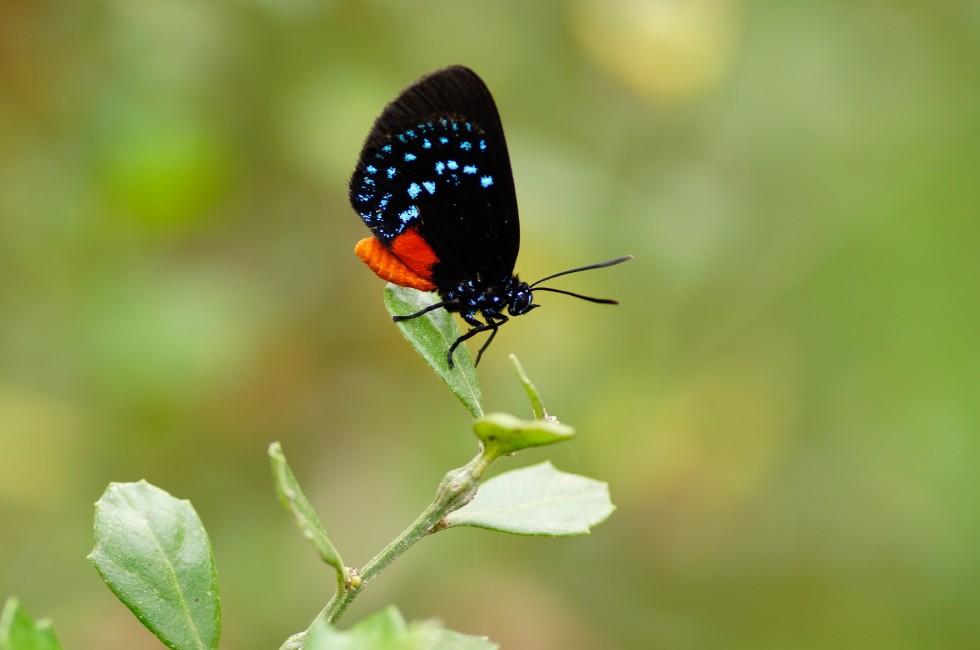 Atala Butterfly - Eumaeus atala, Long Key Natural Area & Nature Center, Davie, Florida USA.