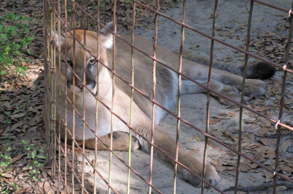 Big Cat Rescue