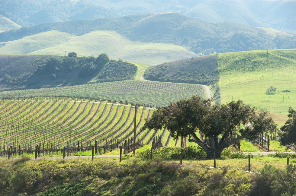 vineyard in the green hills in spring; 