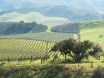 vineyard in the green hills in spring; 