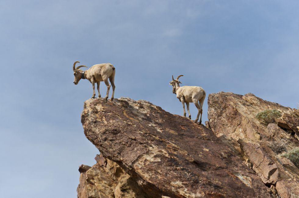 Desert Bighorn Sheep in Anza Borrego Desert State Park. California, USA