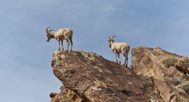 Desert Bighorn Sheep in Anza Borrego Desert State Park. California, USA