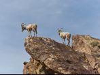 Desert Bighorn Sheep in Anza Borrego Desert State Park. California, USA