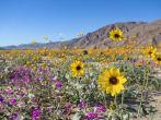 Wildflower blooming in Anza Borrego Desert State Park, California.