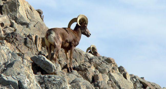 Big Horn Sheep in the Living Desert in Palm Springs California