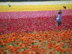 Flowers, Field, Workers, Lompoc, Santa Barbara and the Central Coast, California, USA
