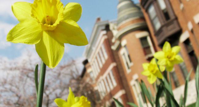 Closeup of a spring daffodil with urban apartment buildings blurred in the background.