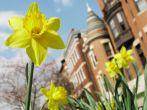 Closeup of a spring daffodil with urban apartment buildings blurred in the background.