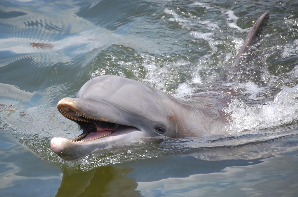 Dolphin at Dolphin Research Center, Grassy Key, FL.