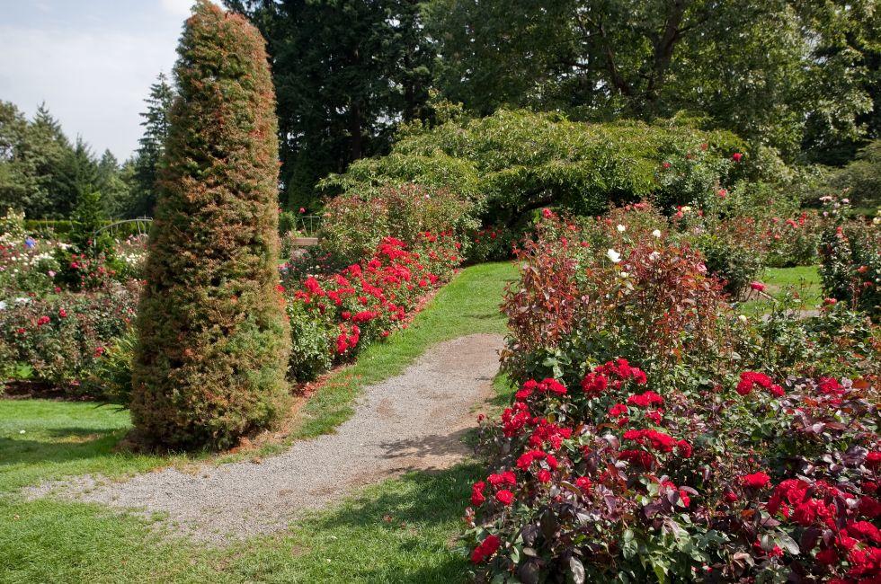 International Rose Test Garden is a rose garden in Washington Park in Portland, Oregon, United States. There are over 7,000 rose plants of approximately 550 varieties.; 