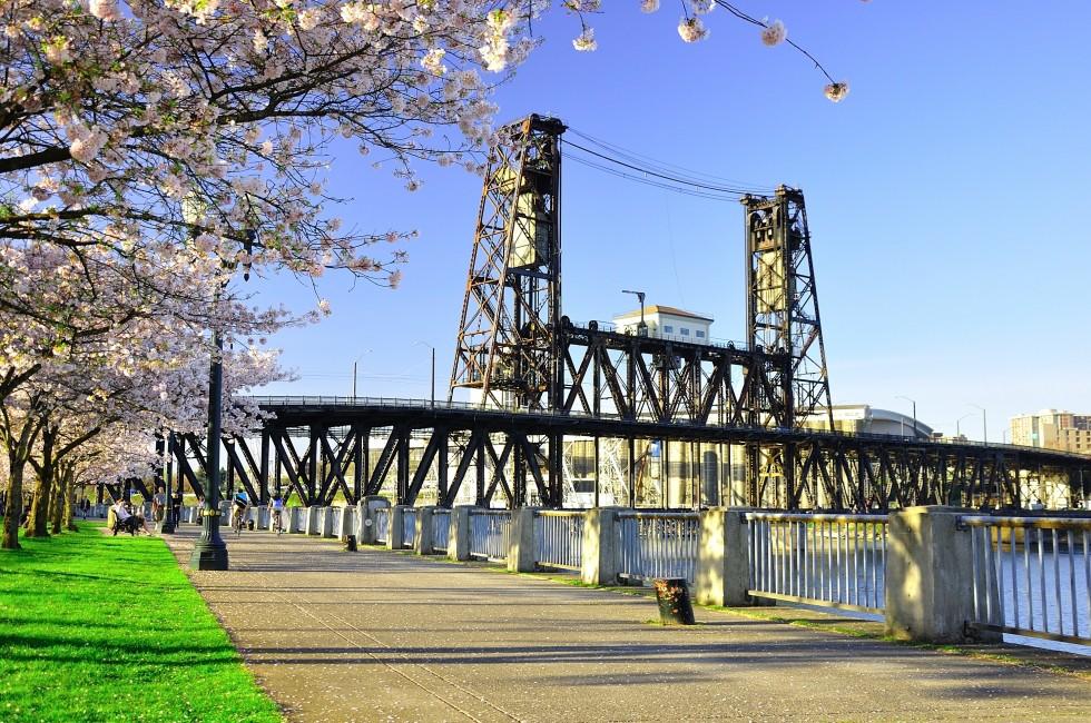 Cherry Blossoms Along Willamette River.