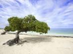 Divi divi tree on Eagle beach, Aruba; 