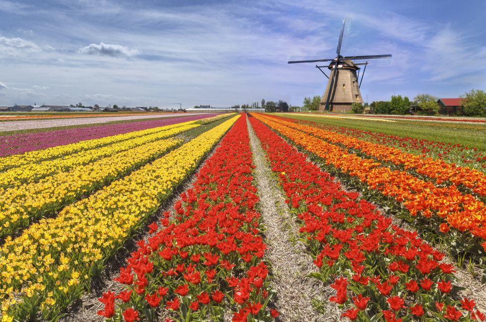 Iconic beautiful and colorful tulip farm with a windmill landscape at Lisse during the spring season.