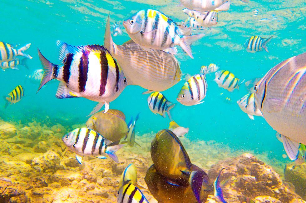 Underwater Scene of Colorful Reef Fishes in Kauai Hawaii