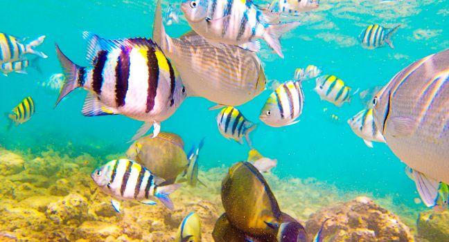 Underwater Scene of Colorful Reef Fishes in Kauai Hawaii