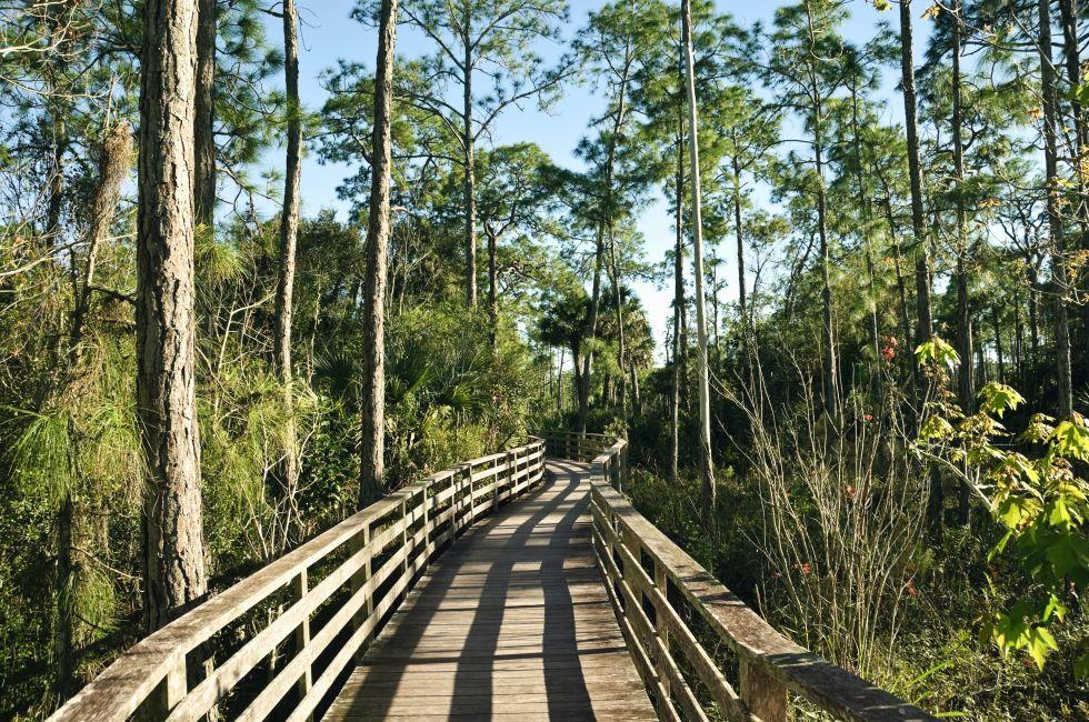 Boardwalk at Corkscrew Swamp Sanctuary in the Everglades of Florida.