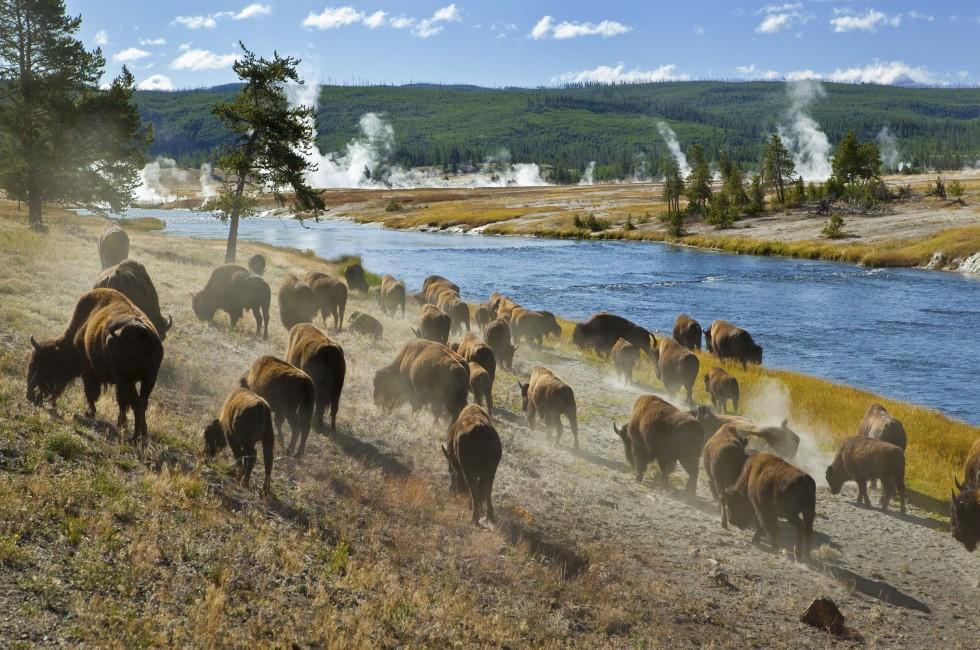 A herd of bison moves quickly along the Firehole River in Yellowstone National Park (near Midway Geyser Basin).