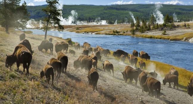 A herd of bison moves quickly along the Firehole River in Yellowstone National Park (near Midway Geyser Basin).