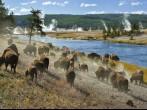 A herd of bison moves quickly along the Firehole River in Yellowstone National Park (near Midway Geyser Basin).