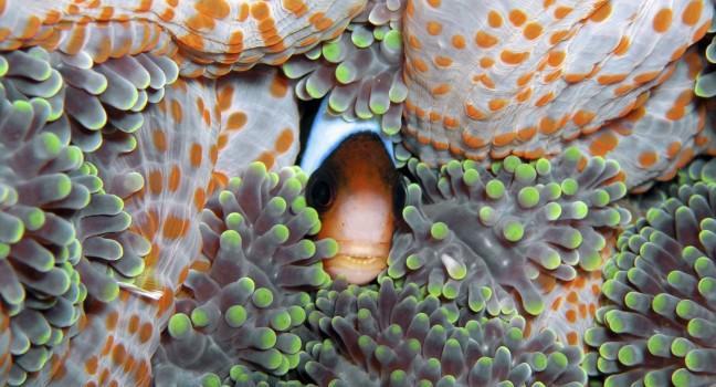 Anemone Fish;
