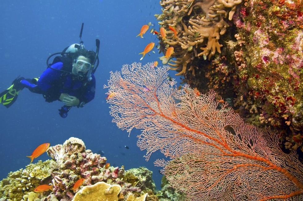 one female scuba diver viewing large orange-colored common gorgonian sea fan and variety of colorful coral of great barrier reef, australia