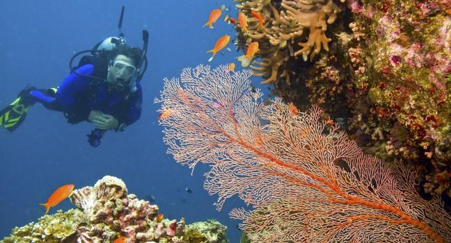 one female scuba diver viewing large orange-colored common gorgonian sea fan and variety of colorful coral of great barrier reef, australia