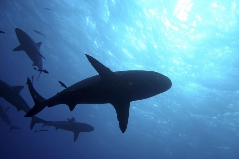 Sharks silhouetted against blue sunlight; Great Barrier Reef, Australia; Shutterstock ID 73572454; Project/Title: Photo Database Top 200