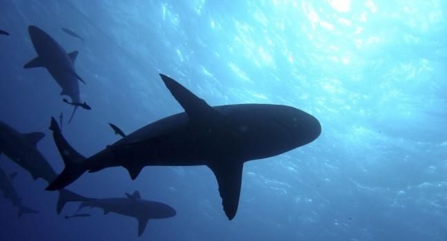 Sharks silhouetted against blue sunlight; Great Barrier Reef, Australia; Shutterstock ID 73572454; Project/Title: Photo Database Top 200