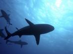 Sharks silhouetted against blue sunlight; Great Barrier Reef, Australia; Shutterstock ID 73572454; Project/Title: Photo Database Top 200