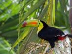 closeup of a keel billed toucan in the rainforest of Belize