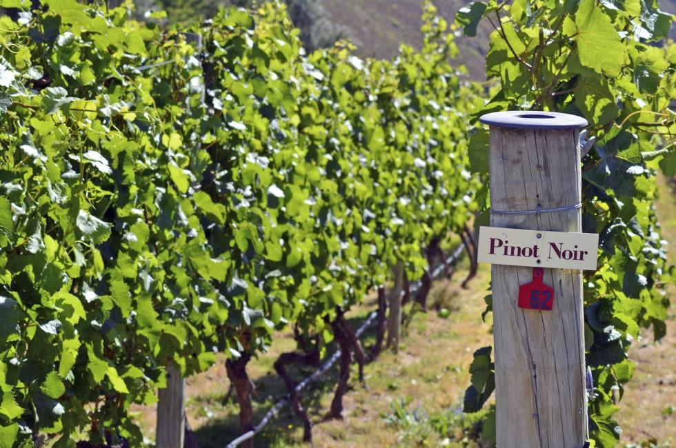 Pinot Noir sign on grape vine in Gibbston valley in Otago, south Island of New Zealand.;