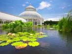 Water Lilly Pond at conservatory in New York Botanical Garden in the Bronx, NYC on June 1, 2012. The Victorian greenhouse is an architectural centerpiece at this 250 acre garden.