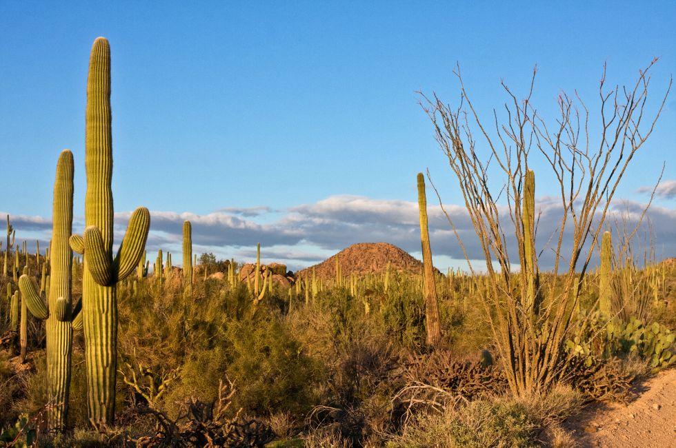 Arizona's Saguaro National Park; Shutterstock ID 141998179; Project/Title: Arizona; Downloader: Fodor's Travel