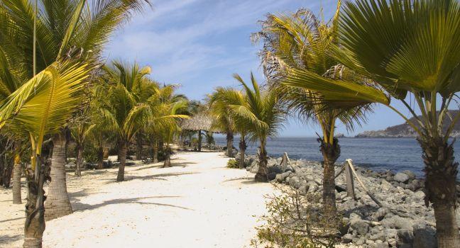 Palm trees at Los Gatos Beach Zihuatanejo, Mexico; 
