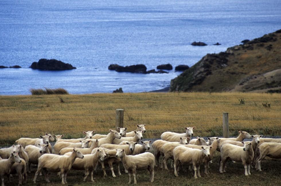 Wainuiomata, New Zealand