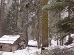Gamlin Cabin, Kings Canyon national park, California; 