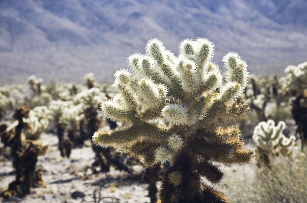 Cholla cactus garden Joshua Tree NP USA; Shutterstock ID 19305619; Project/Title: Fodors; Downloader: Melanie Marin