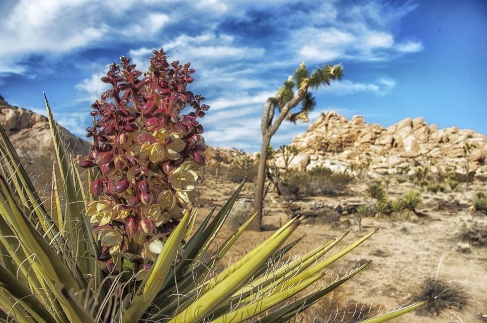 desert scene, joshua tree in background, Joshua Tree National Park; Shutterstock ID 139428053; Project/Title: Photo Database Top 200; Downloader: Jesse Strauss
