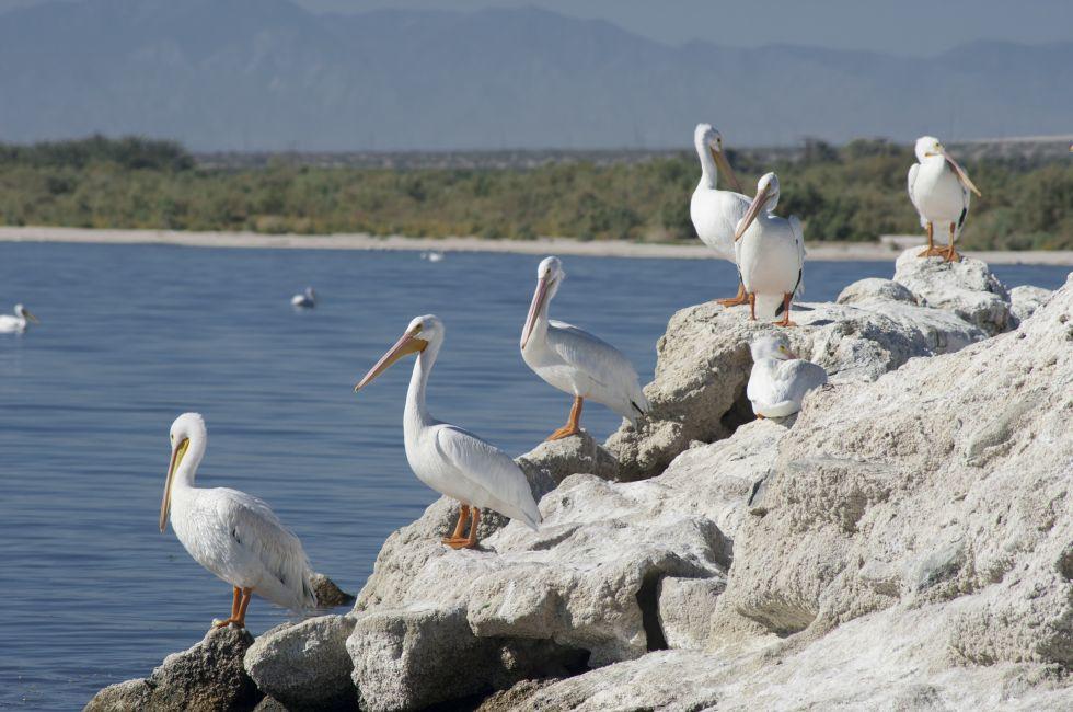 American white pelicans on rocks, Salton sea