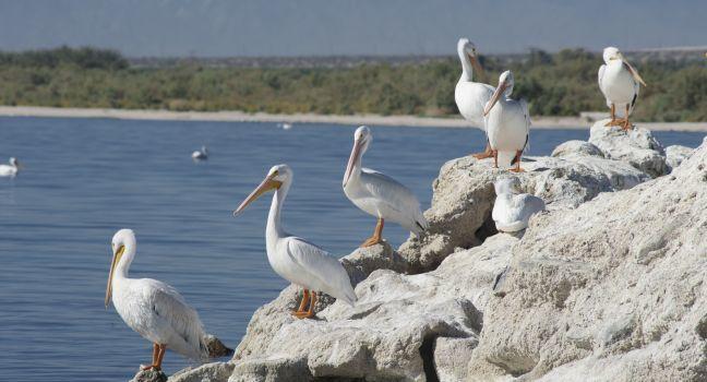 American white pelicans on rocks, Salton sea