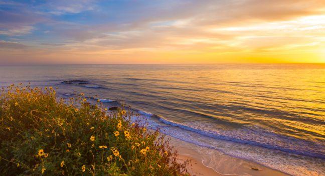 Popular travel destination; Laguna Beach California, against the sunset and wildflowers in bloom