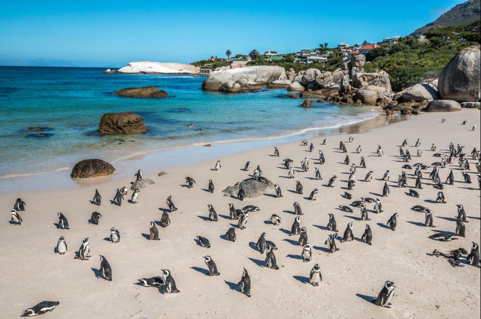 Penguin Colony - Boulders Beach, Cape Town, South Africa