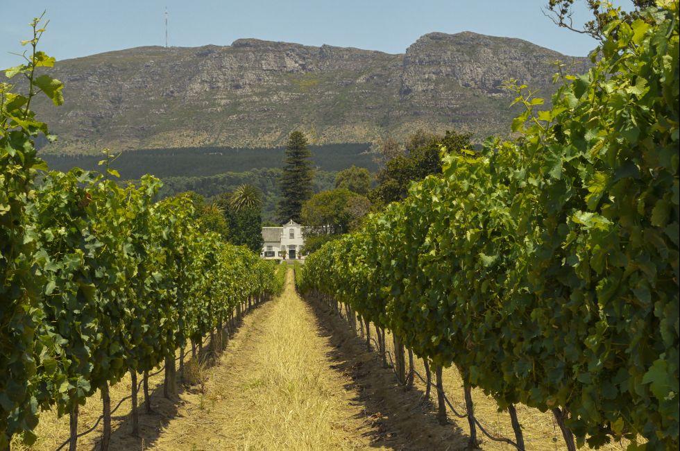 vineyard near cape town,south africa; Shutterstock ID 144316414; Project/Title: Cape Town, South Africa; Downloader: Melanie Marin