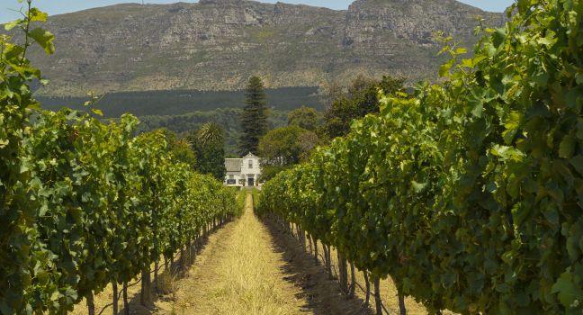 vineyard near cape town,south africa; Shutterstock ID 144316414; Project/Title: Cape Town, South Africa; Downloader: Melanie Marin
