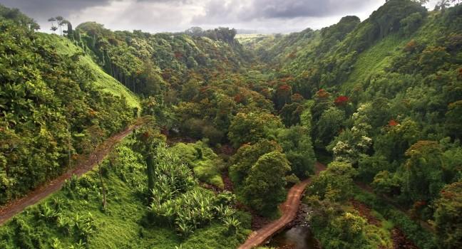 Jungle, Big Island, Hawaii, USA
