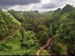 Jungle, Big Island, Hawaii, USA