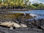 Turtles on Black Sand Beach on the Big Island in Hawaii.