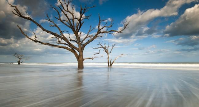 Charleston, South Carolina Beach Tree in Surf at Botany Bay Boneyard Beach Edisto Island.