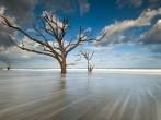 Charleston, South Carolina Beach Tree in Surf at Botany Bay Boneyard Beach Edisto Island.