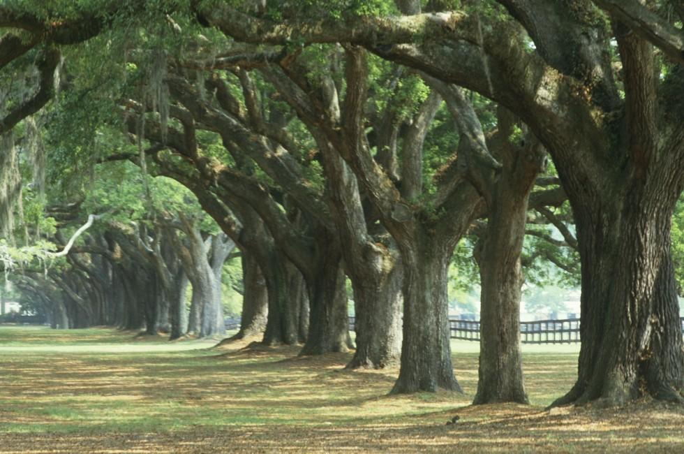 Oak tree lined road at Boone Hall Plantation, Charleston, South Carolina.